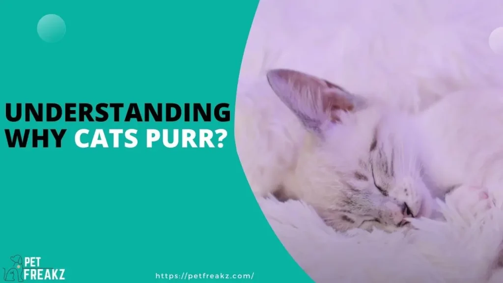 Understanding Why Cats Purr?
