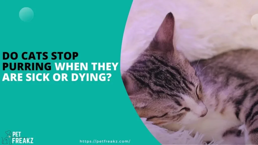 Do cats stop purring when they are sick or dying?