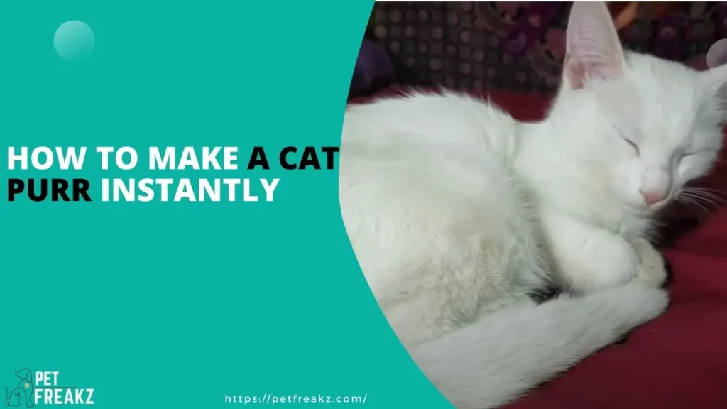 How to make a cat purr instantly