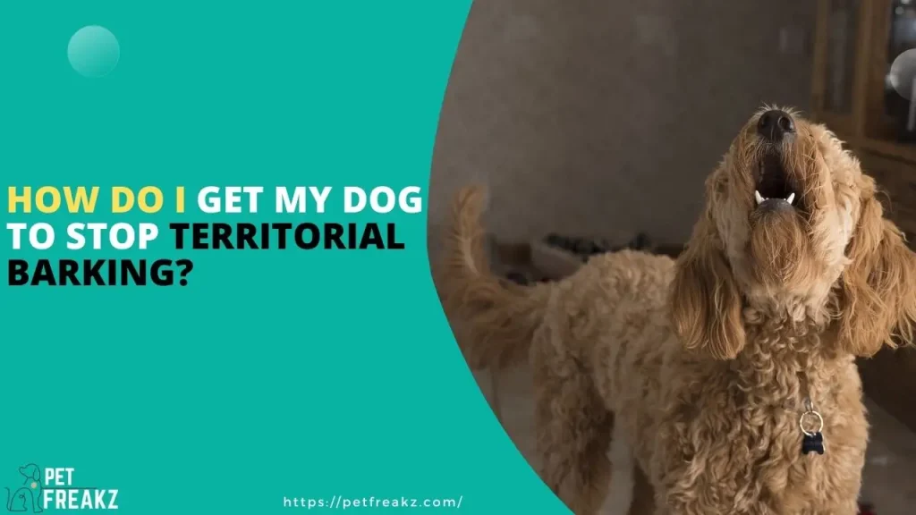 How do I get my dog to stop territorial barking?