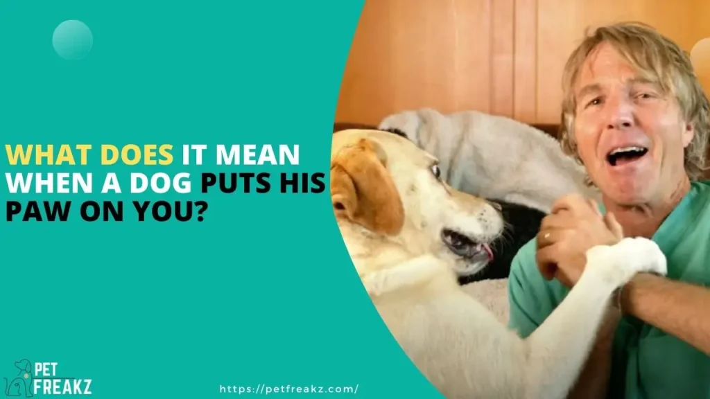What does it mean when a dog puts his paw on you?