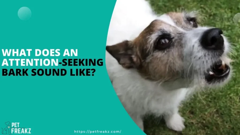 What does an attention-seeking bark sound like?