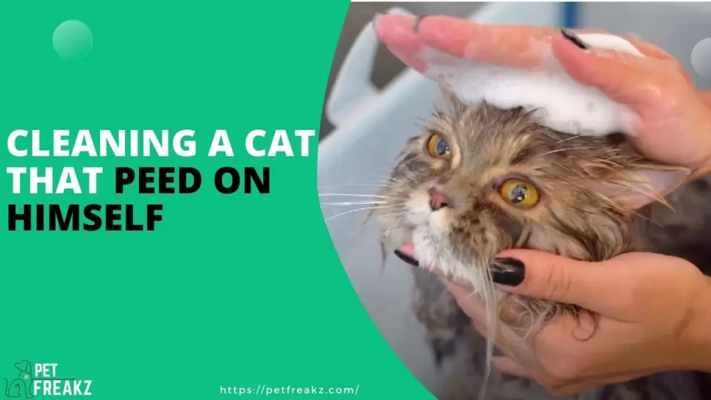 Cleaning a cat that peed on himself