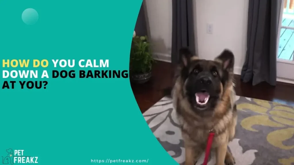 How do you calm down a dog barking at you?