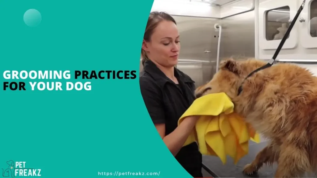 Grooming Practices For Your Dog