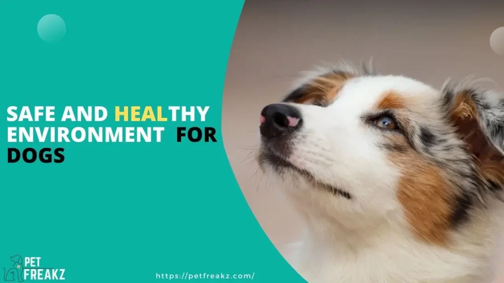 Healthy Environment For Dogs