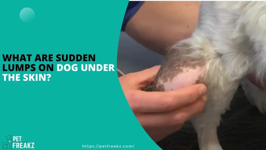 What are Sudden Lumps on Dog Under the Skin?