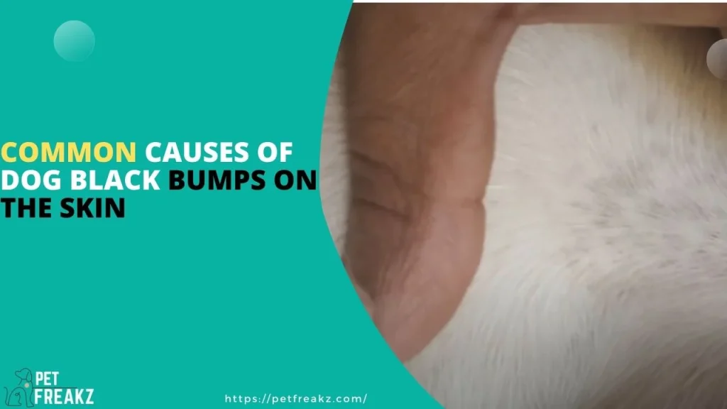 Common Causes of Dog Black Bumps on the Skin
