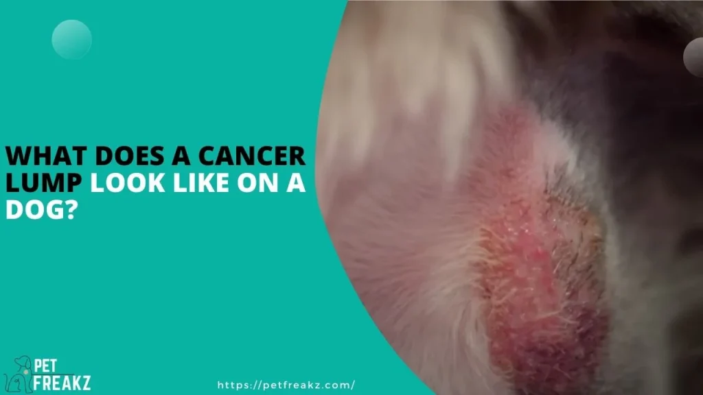 What does a cancer lump look like on a dog?