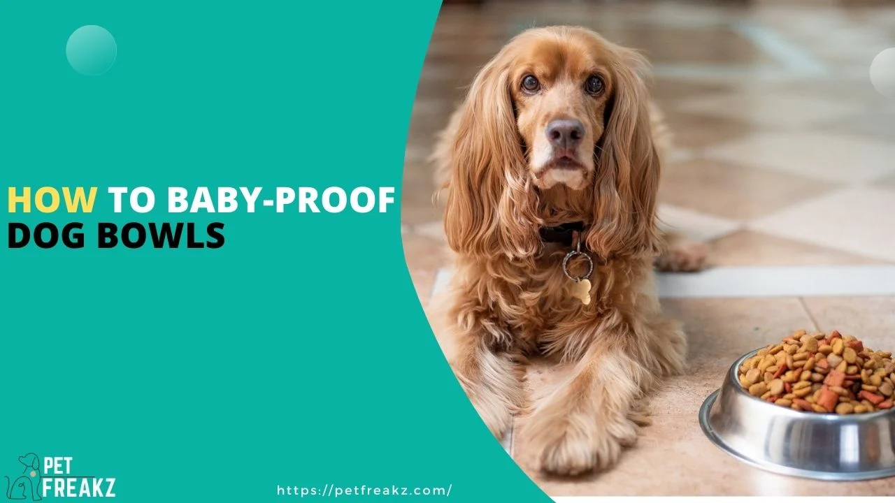 how to baby-proof dog bowls