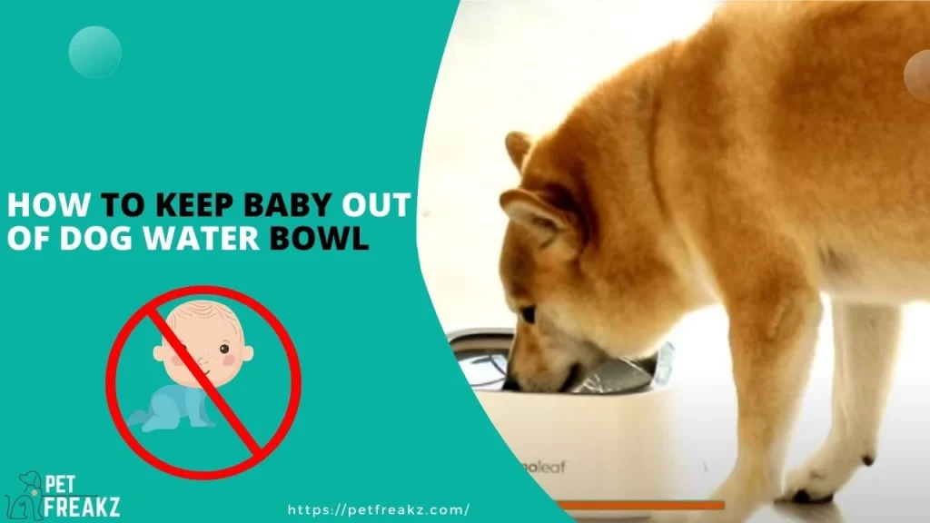 How to Keep Baby Out of Dog Water Bowl