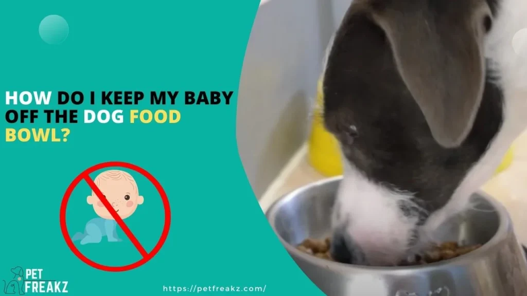 How do I keep My Baby Off the Dog Food Bowl?