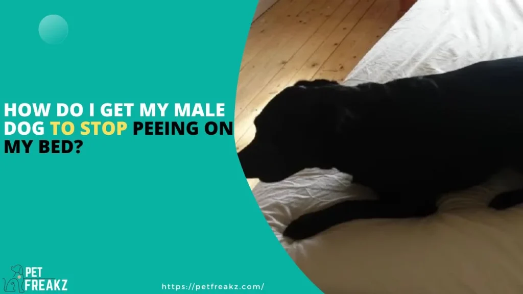 How Do I Get My Male Dog to Stop Peeing on My Bed?