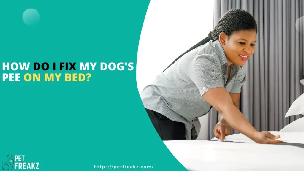 How Do I Fix My Dog's Pee on My Bed?