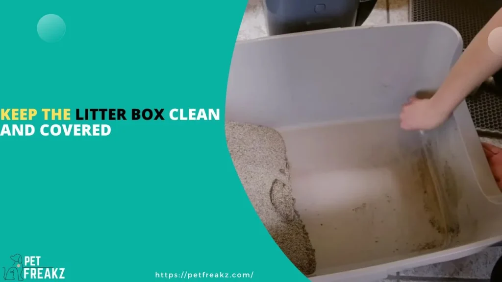 Keep the Litter Box Clean and Covered