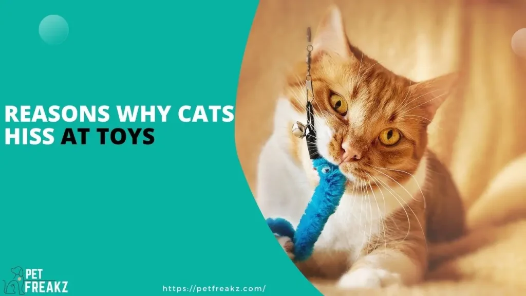 Reasons Why Cats Hiss at Toys