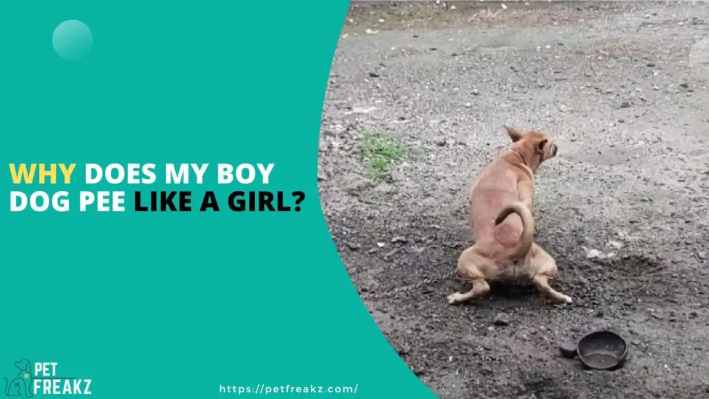 Why Does My Boy Dog Pee Like a Girl?