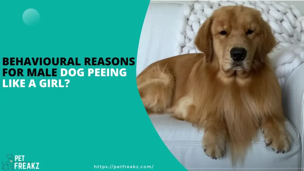 Behavioural Reasons For Male Dog Peeing Like A Girl