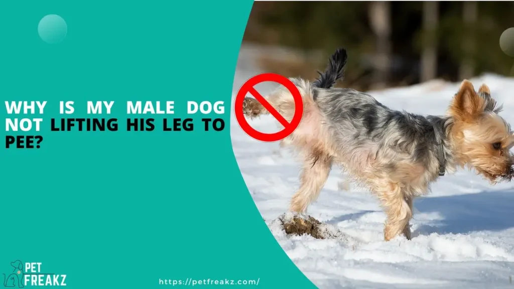 Why Is My Male Dog Not Lifting His Leg To Pee?