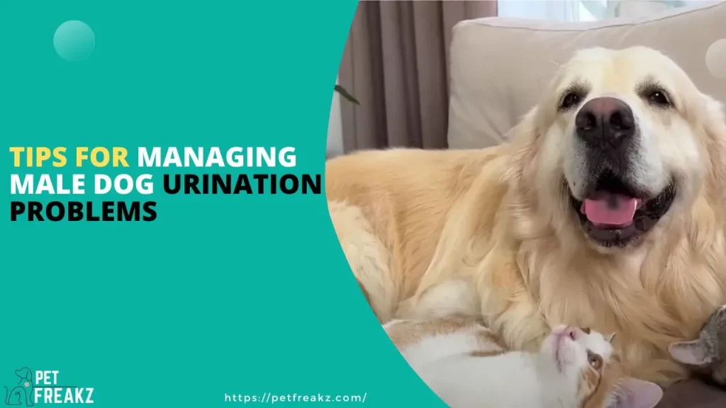 Tips For Managing Male Dog Urination Problems