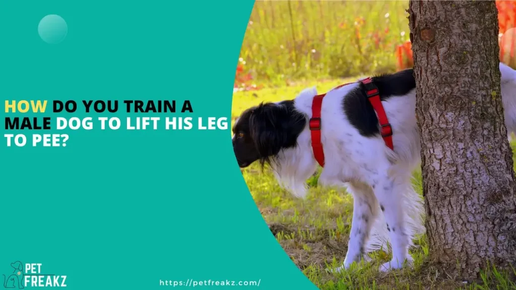 How Do You Train a Male Dog to Lift His Leg to Pee?