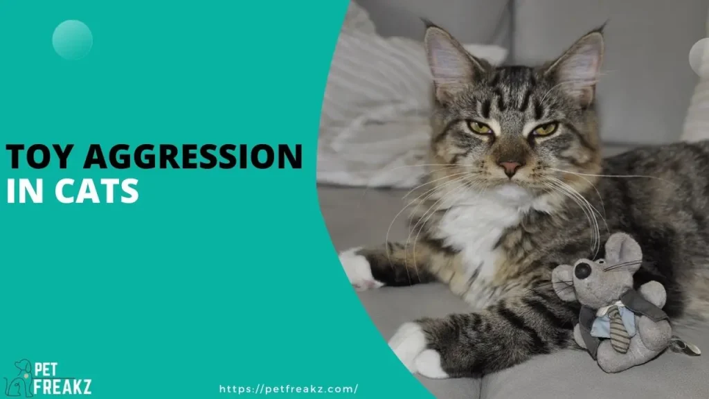 Toy Aggression in Cats