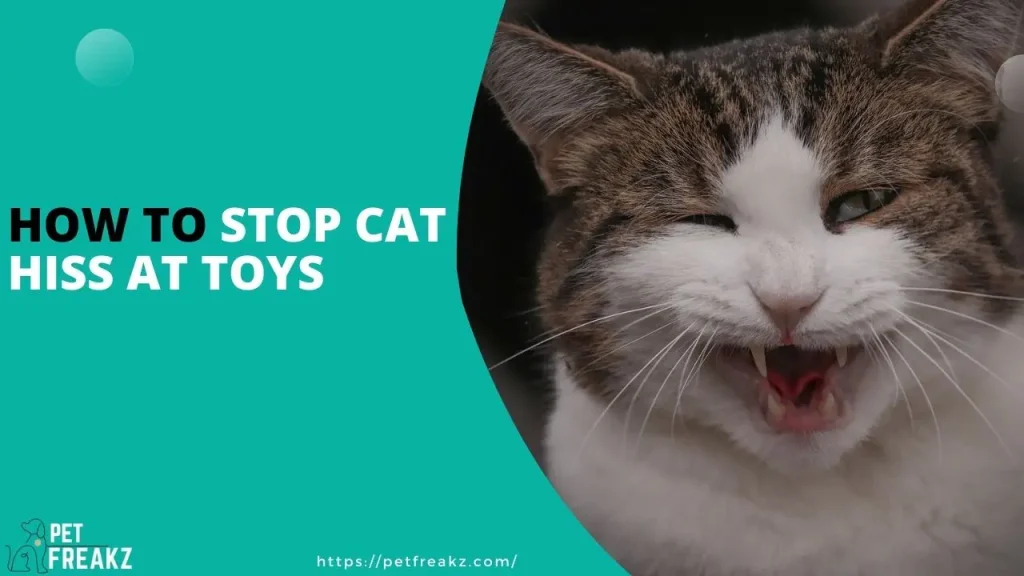 How to Stop Cat Hiss at Toys