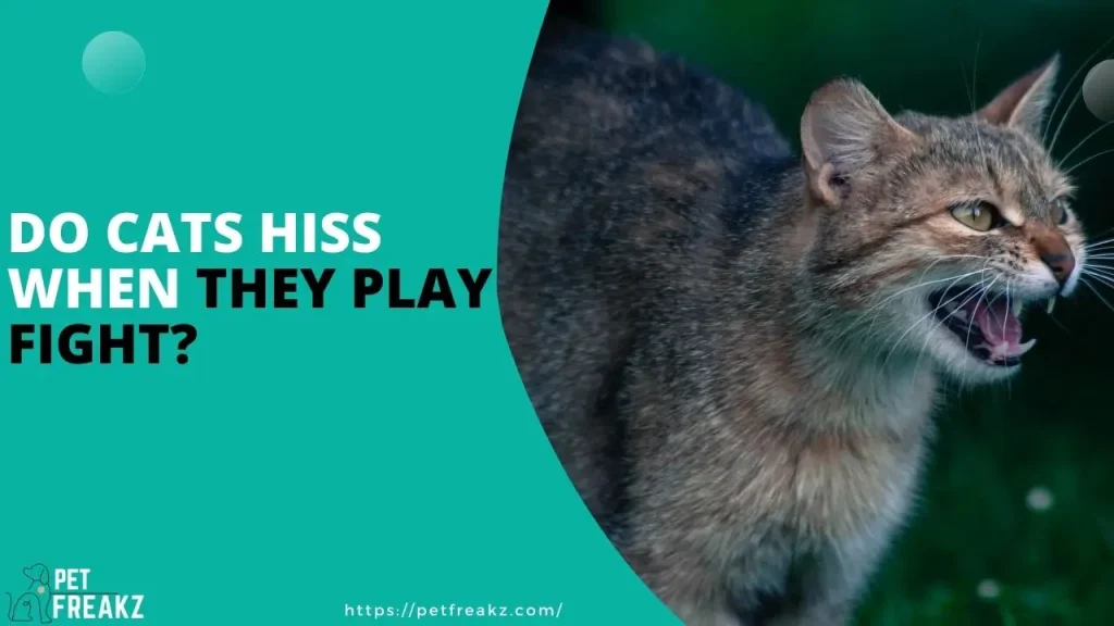 Do Cats Hiss When They Play Fight?