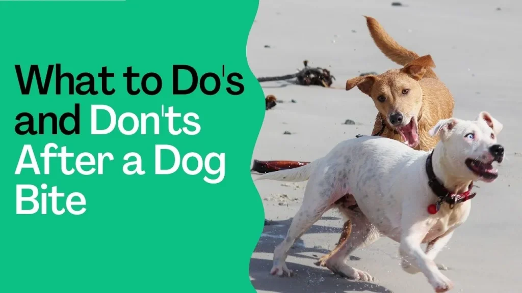 What to Do's and Don'ts After a Dog Bite