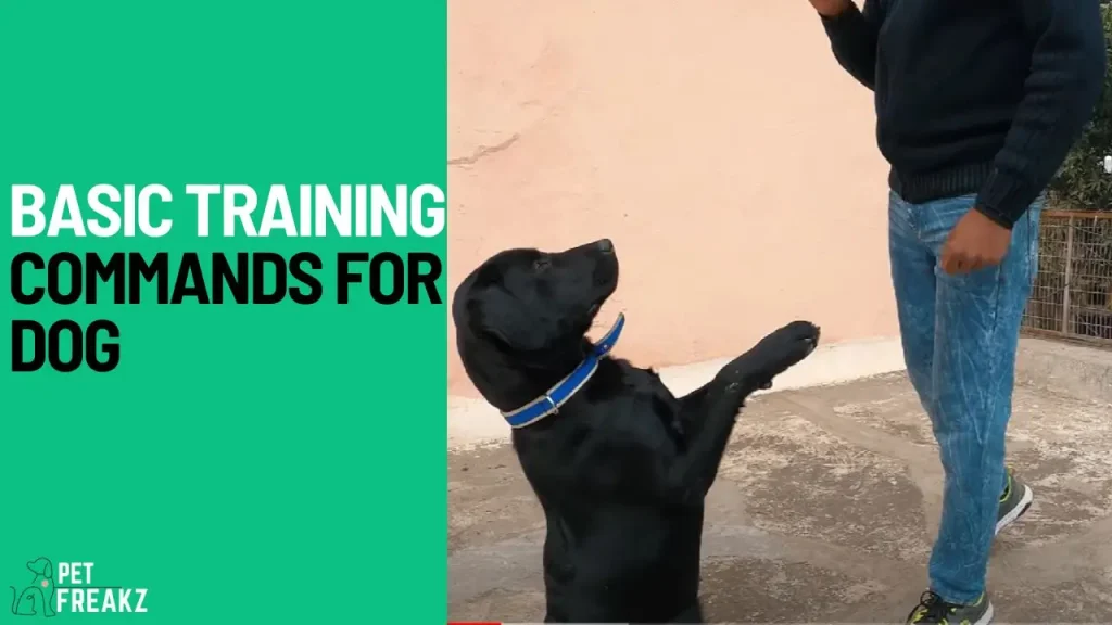 Basic Training Commands for Dog