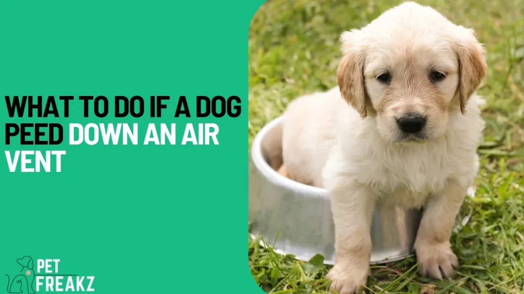 What to do if a dog peed down an air vent
