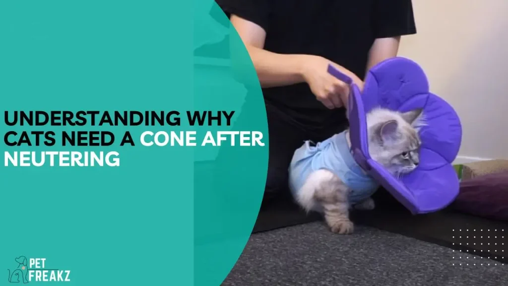 Understanding why cats need a cone after neutering