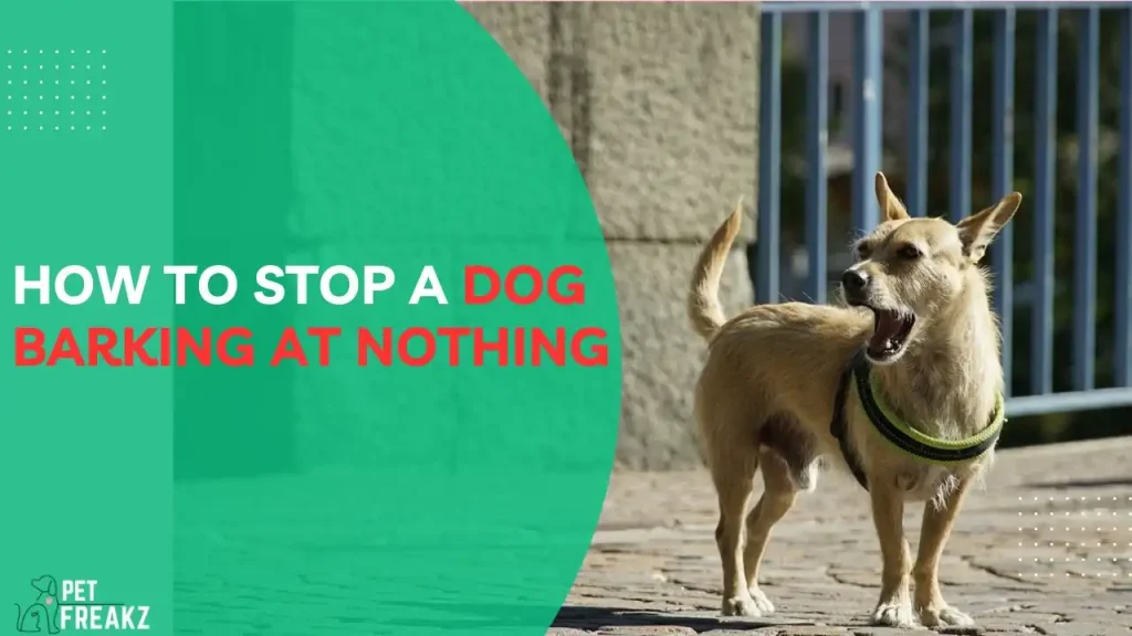 How To Stop a Dog Barking at Nothing