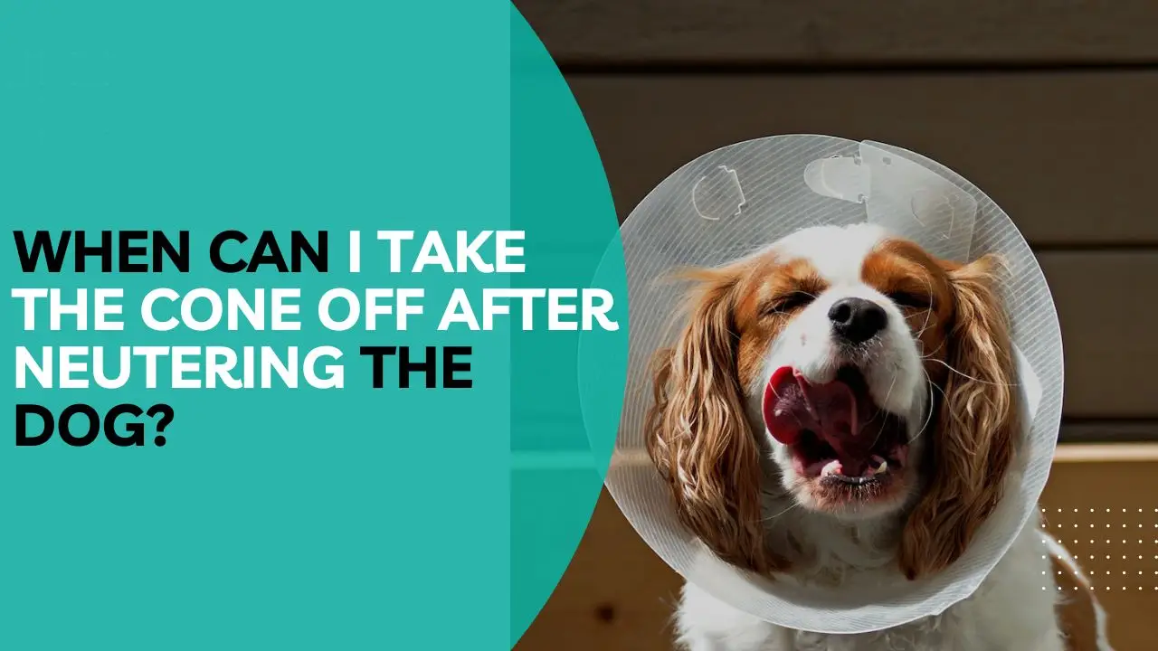 when can i take cone off after neuter dog