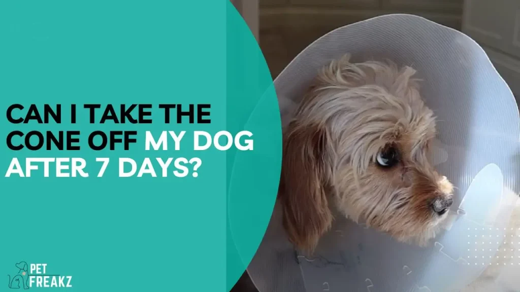 Can I take the cone off my dog after 7 days?