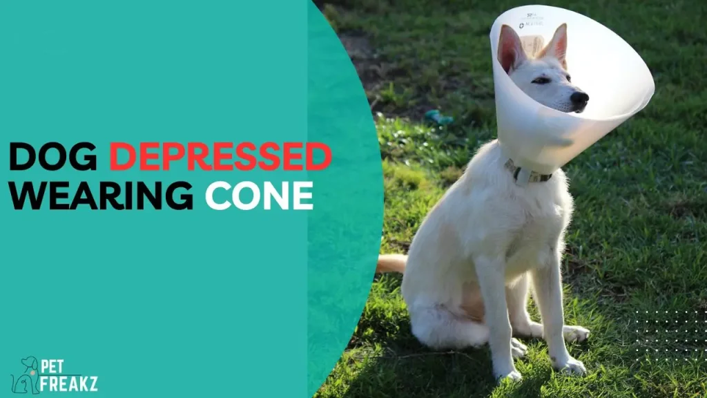 Dog Depressed Wearing Cone