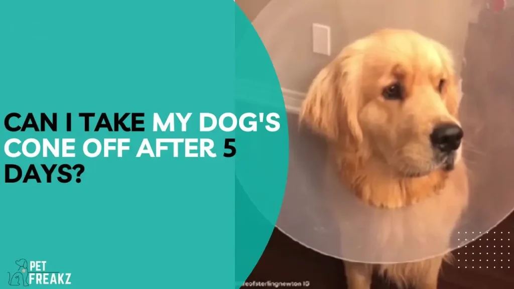 Can I Take My Dog's Cone Off After 5 Days?
