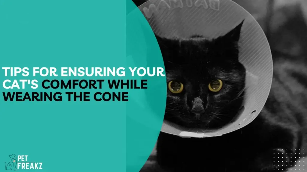 Tips for ensuring your cat's comfort while wearing the cone