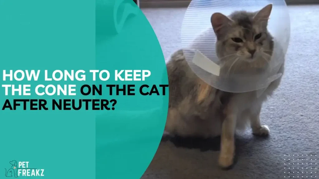 How long to keep the cone on the cat after neuter?
