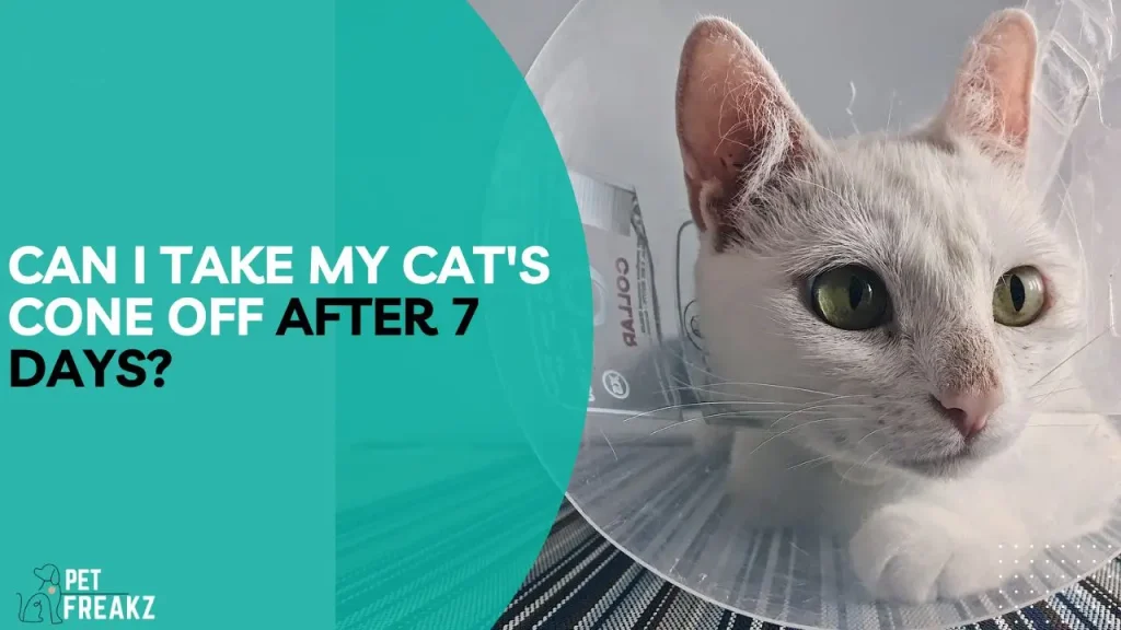 Can I take my cat's cone off after 7 days?
