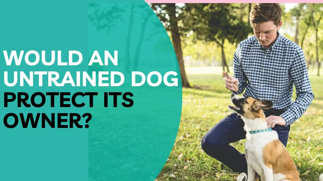 Would an Untrained Dog Protect its Owner?
