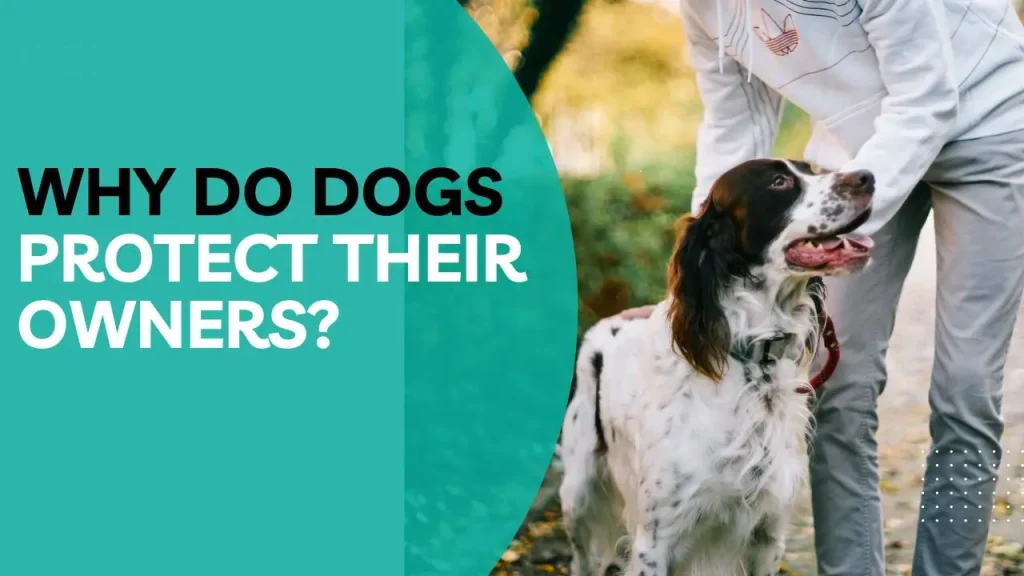 Why do dogs protect their owners?