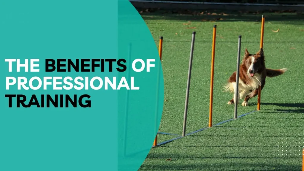 The Benefits of Professional Training
