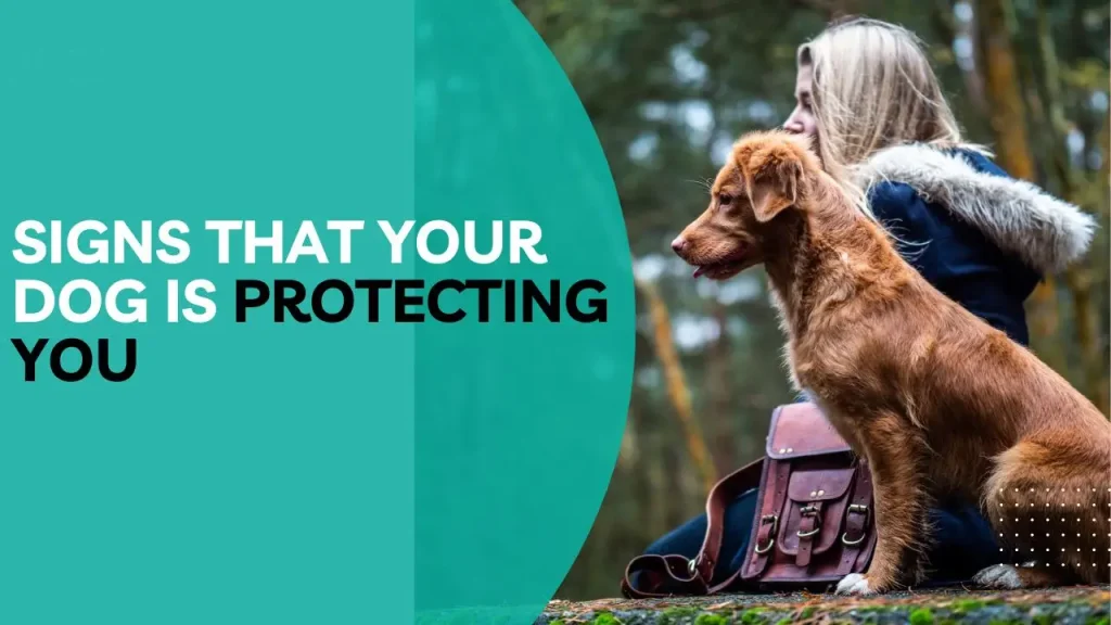 Signs that your dog is protecting you