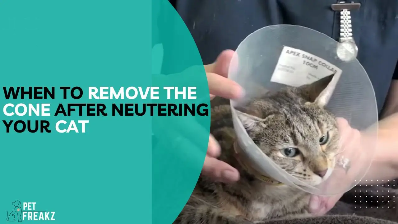 when to remove cone after neuter cat