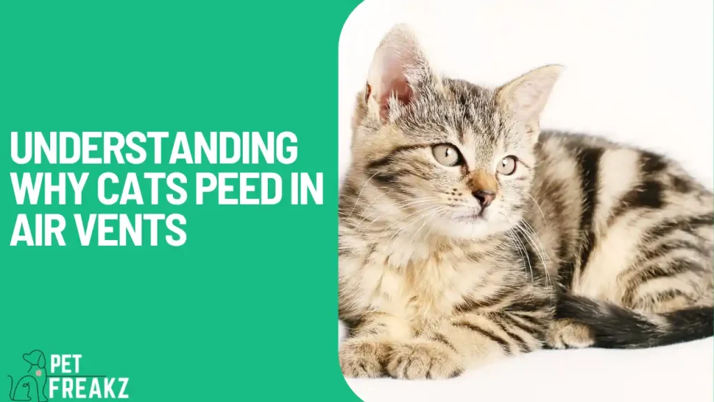 Understanding why cats peed in air vents
