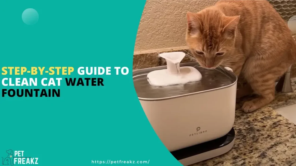 Step-By-Step Guide To Clean Cat Water Fountain