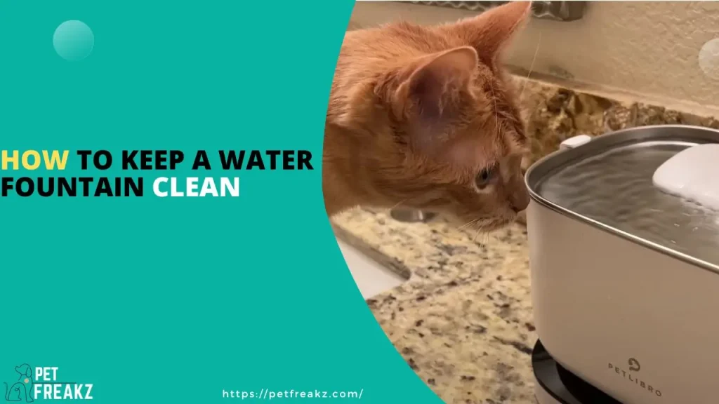 How To Keep a Water Fountain Clean
