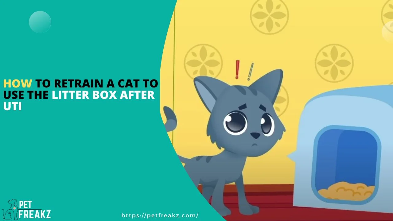 How to Retrain a Cat to Use the Litter Box After UTI