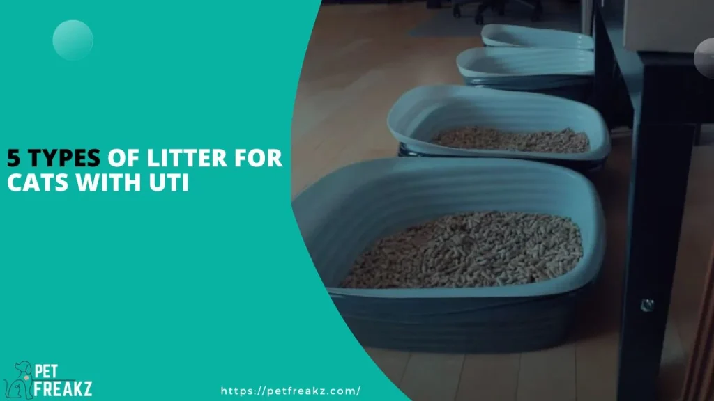 5 Types of Litter for Cats with UTI